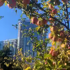 sosediEkaterinaPetr Telegram Logo