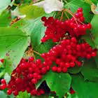 detsad184 Telegram Logo