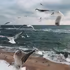 aktau_chat Telegram Logo