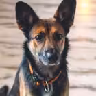 fricschat Telegram Logo