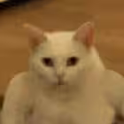 svoikirovskiy_chat Telegram Logo