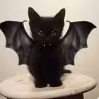 everydayrain Telegram Logo