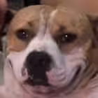 RavshanNstream Telegram Logo