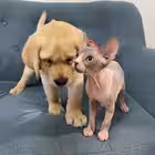 deni_mani Telegram Logo