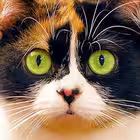 slivkishow_youtube Telegram Logo