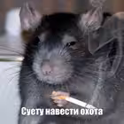 bolkonskaiaa Telegram Logo