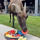 tetyamotya Telegram Logo