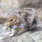 fasolicus Telegram Logo