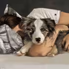 esqatg Telegram Logo