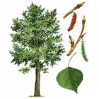 vasil_topolev Telegram Logo