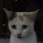 zhenyamilkovskyi Telegram Logo