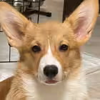 andyfy_home Telegram Logo