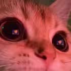 rollka_a Telegram Logo