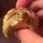 Ahmed_Elashmawy00 Telegram Logo