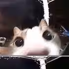 yetanomi Telegram Logo