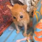 Telegram @bred_ishChannel Image