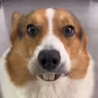 masllovv1 Telegram Logo