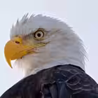 minaevmind Telegram Logo