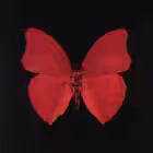 Telegram @butterfly_wings0Channel Image