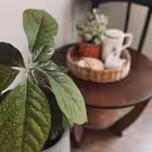 lana_home Telegram Logo