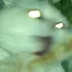 Telegram @scorbiyachsucksChannel Image