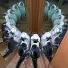 Telegram @follyflyChannel Image