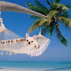 dipikkkk Telegram Logo