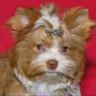 holyravioli_genius Telegram Logo