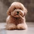 irina_myagkov Telegram Logo