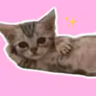 divoroom Telegram Logo