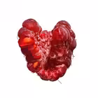 picmemintelect Telegram Logo