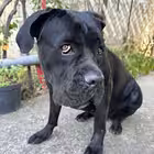 lawyer_the_joker Telegram Logo