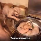 Telegram @nocatnoskinChannel Image