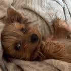 chernasovaa Telegram Logo