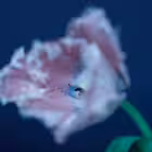 gunblog Telegram Logo