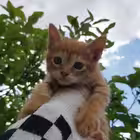 t44444444l Telegram Logo