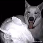 vacio_official Telegram Logo