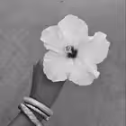 msdlanovi Telegram Logo