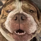 lukawahouse Telegram Logo