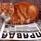 Pravda_i_kotiki Telegram Logo