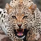 KonstantinAleksandrovich2 Telegram Logo