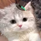 imdisss Telegram Logo