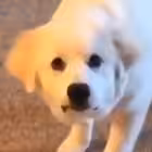 DeLimour Telegram Logo