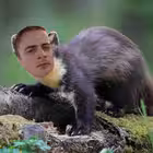 Telegram @kunitsaetozverChannel Image