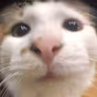 jmyra_ebat Telegram Logo