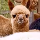 dilenasi Telegram Logo