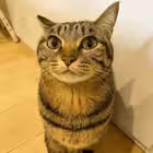 plugkrug Telegram Logo