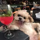 butiljok Telegram Logo