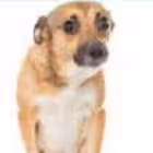 ang0102a Telegram Logo