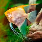 rybkagovorit Telegram Logo